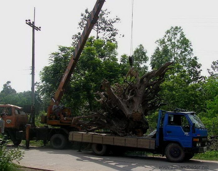 riesige wurzel wird verladen