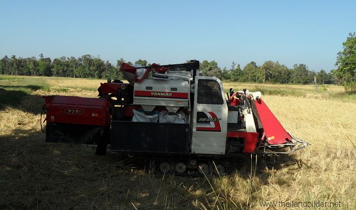 reisernte mit yanmar