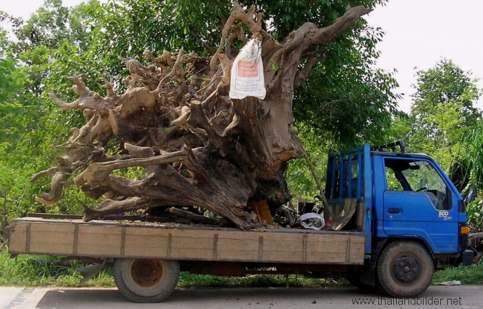 Kleinlastwagen wurzeltransport